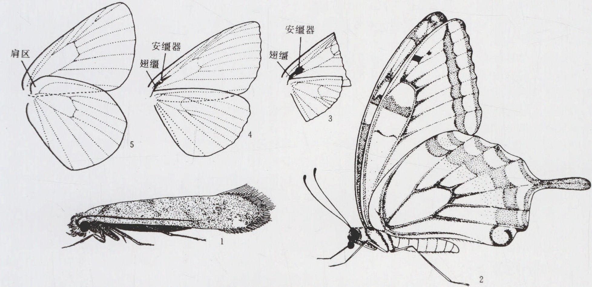 蝴蝶形态6种形态 解剖图片